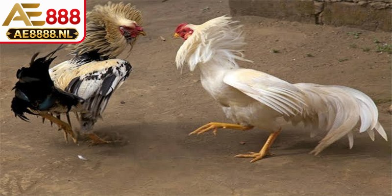 Nên chuẩn bị khẩu phần ăn giàu dưỡng chất cho gà chiến trước thềm thi đấu