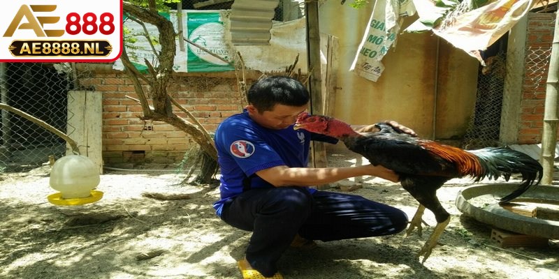 Chiến kê đang thực hiện bài tập thả lỏng và rèn luyện phản xạ nhẹ nhàng