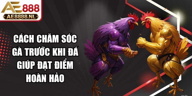 Cách Chăm Sóc Gà Trước Khi Đá