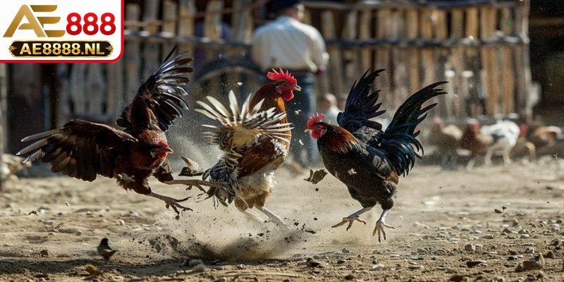 Toàn cảnh chiến kê khỏe mạnh, oai phong sẵn sàng bước vào trận đấu lớn