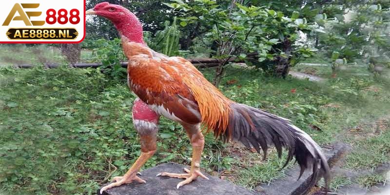 Toàn cảnh chiến kê mạnh mẽ bước vào buổi tập luyện nâng cao thể lực