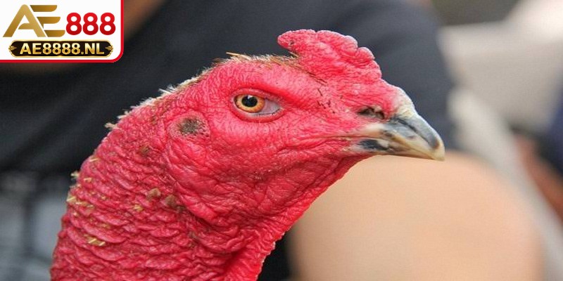 Áp dụng cách xem mắt gà chọi sẽ mang lại cho bạn lợi thế trong trận đấu