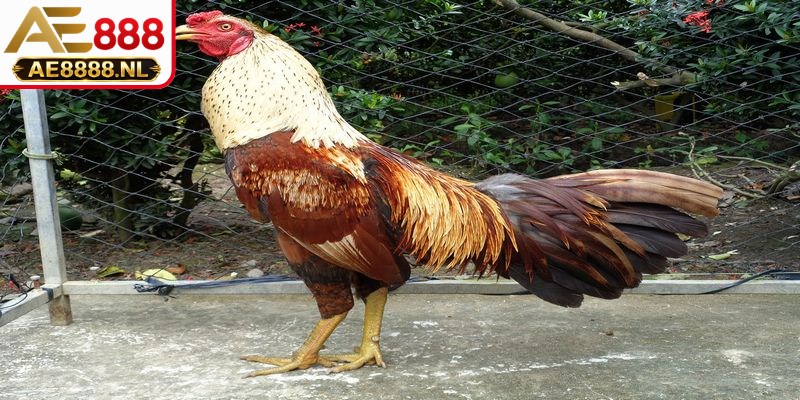 Cận cảnh đôi mắt gà chọi tinh anh, sắc bén và có tròng sâu
