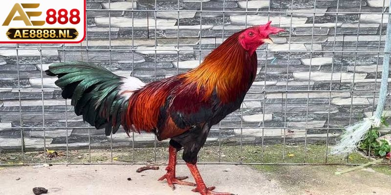 Cận cảnh quan sát đầu, mắt và cổ của chiến kê chọi sắc bén