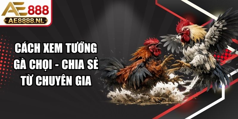 Cách Xem Tướng Gà Chọi