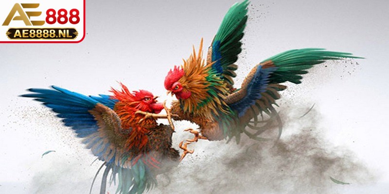 Cộng đồng game thủ an tâm trải nghiệm cá cược đá gà trực tuyến mọi lúc mọi nơi
