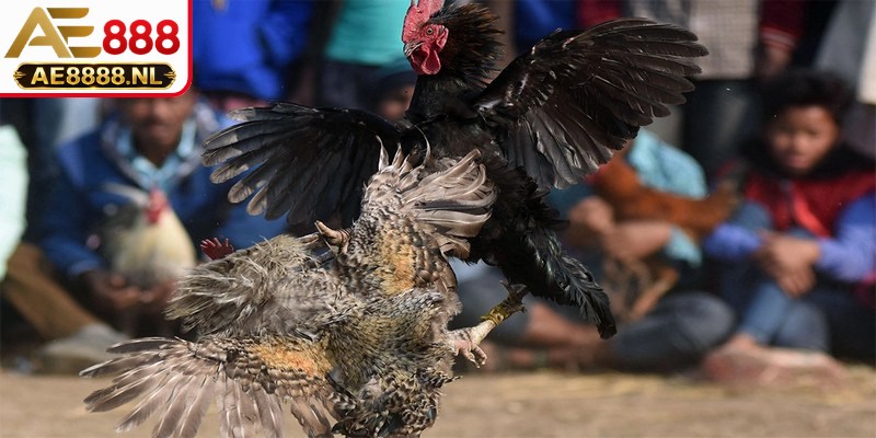Phân tích quy định pháp luật khi chơi đá gà tự phát