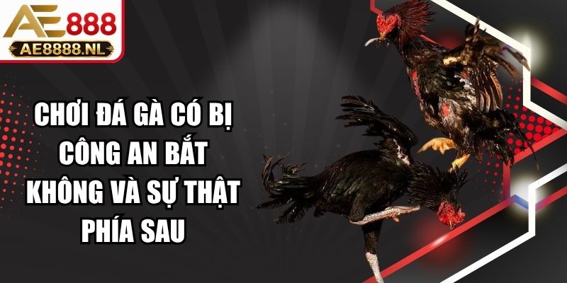 Chơi Đá Gà Có Bị Công An Bắt Không