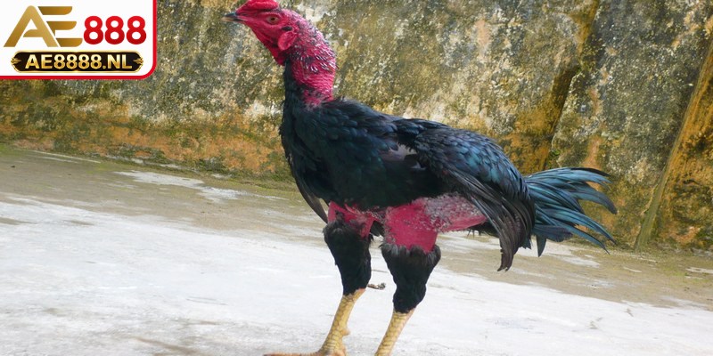 Người xem dễ dàng cuốn theo từng cú đớp dũng mãnh, kịch tính