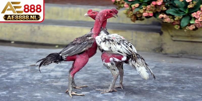 Chọi C1 Thomo là điểm hẹn của các màn đối đầu nảy lửa, kịch tính