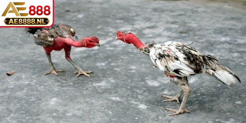 Học cách thu thập, phân tích thông tin về các chiến kê trước kèo