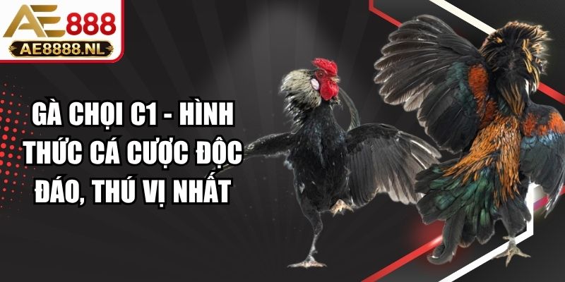 Gà Chọi C1