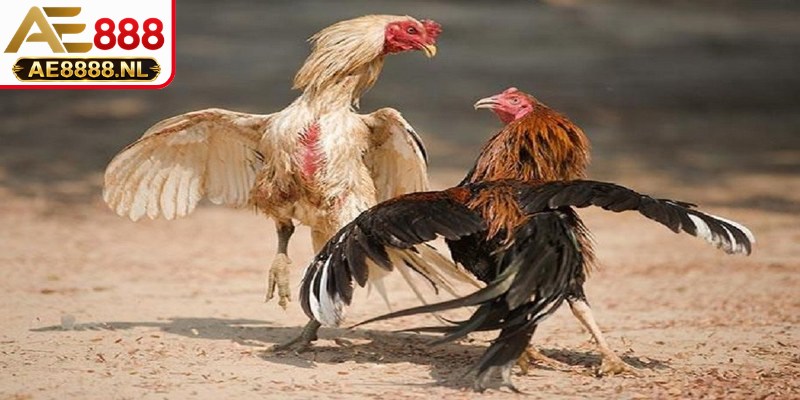 Kinh nghiệm chơi đá gà quản lý nguồn vốn thông minh