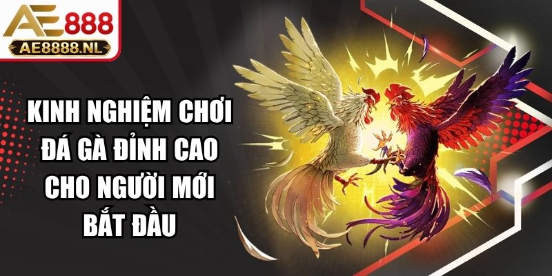 Kinh Nghiệm Chơi Đá Gà