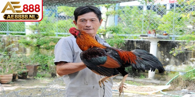 Nhận biết gà đá hay qua ngoại hình và đặc điểm thể chất