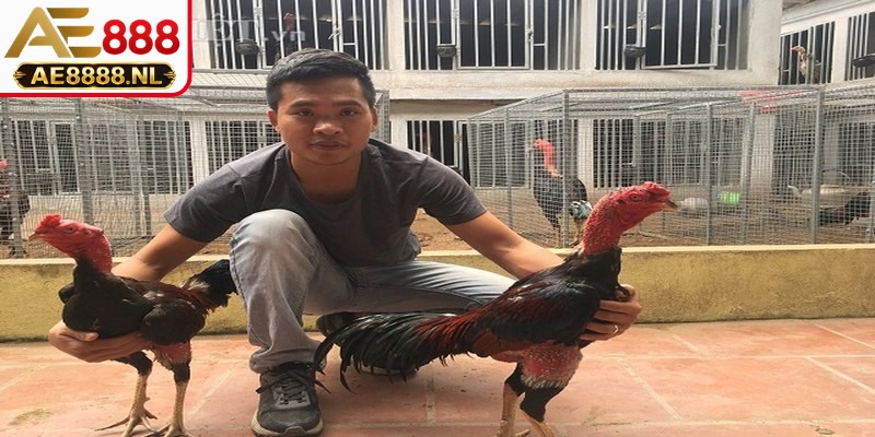 Nhận diện kê giỏi qua đặc điểm phần đầu cổ và sắc thái tinh anh