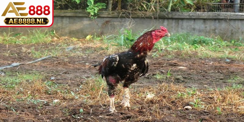 Nhận biết gà đá hay qua phong cách và cách đá thực tế