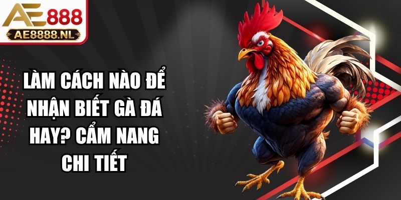 Làm Cách Nào Để Nhận Biết Gà Đá Hay