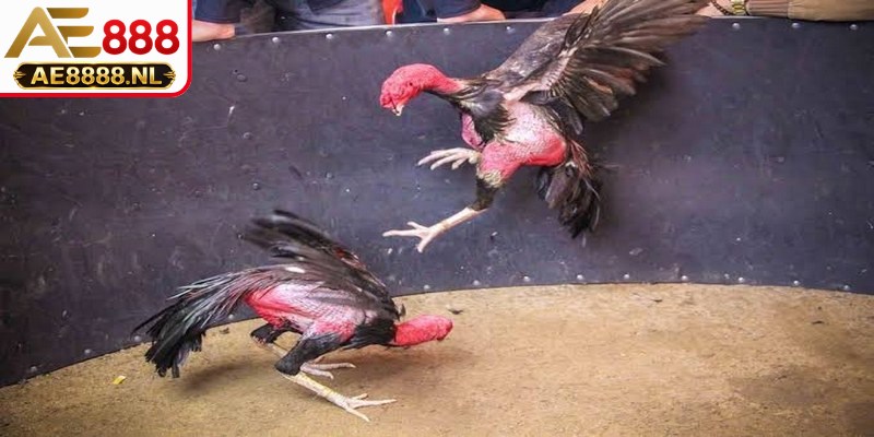 Mẹo chơi đá gà cựa dao đòi hỏi người chơi cần có sự nhạy bén