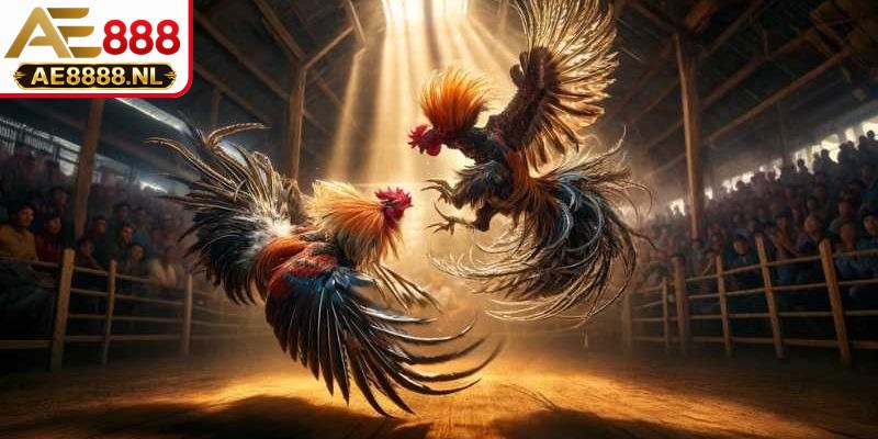 Mẹo chơi đá gà cựa dao xây dựng chiến thuật vào vốn thông minh an toàn