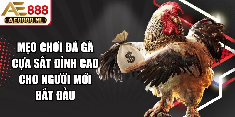 Mẹo Chơi Đá Gà Cựa Sắt