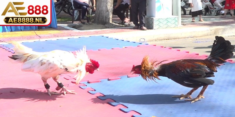 Trò chơi đá gà là gì hay chọi gà, đá gà là một hình thức giải trí đối kháng