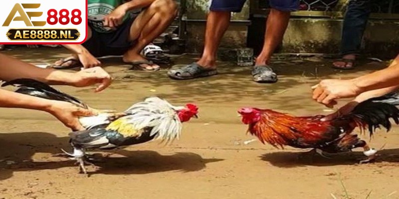 Toàn cảnh đấu trường chuyên nghiệp với các góc quay phát sóng trực tiếp sắc nét